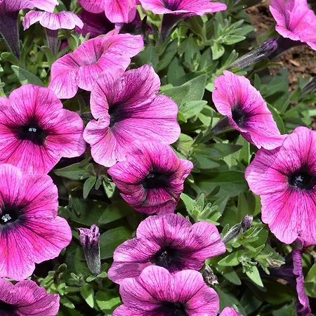 Bed & Breakfast Astra 4*