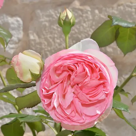 Bed & Breakfast Astra 4*